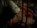 Egg football rats