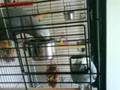 Me having a chat with my 3 parrots