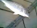Q8TYRISH@HOTMAIL.COM
