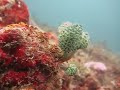 underwater christmas tree.avi