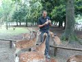 Japon - Bambi s\ Japon - Bambi s\