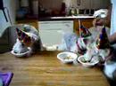 Happy Birthday Pawty
