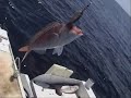 Here is the latest video in the fishwrecked collection, featuring Kasey L and Bouttime out from Exmouth. The music is a little average having to use creative commons license (rather aggro music), but you get the idea from a good day out on the water with the Jig Man. I could have put 15 minutes of video of the sun coming up, but decided a few snippets were good enough. Hope you enjoy.