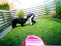 newfoundland dog and mma workout )))