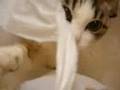 猟奇的な彼女