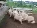 lazaceo de un cordero