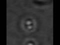 F1-ATPase activity, group 5, sample 2