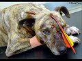 Against Animal Abuse