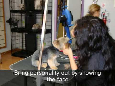 Keno's Pet Grooming - How to Groom a Yorkshire (Yorkie)