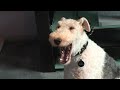Singing dog wire haired fox terrier loves blackberry ringtones