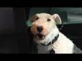 Singing dog wire haired fox terrier loves blackberry ringtones