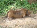 Fat Dog Eating Something Interesting