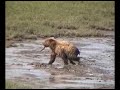 \"Waterfall\" catching red salmon for her cubs and herself