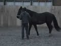 natural horse communication natural horse communication
