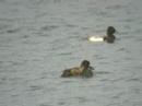 Scaup
