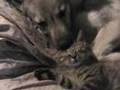 Czechoslovakian Wolfdog - Luna and Muffa