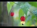 Zbigniew Preisner - Les Marionnettes Zbigniew Preisner - Les Marionnettes