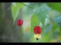 Zbigniew Preisner - Les Marionnettes