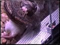 hace unos a�os tuvimos una piton regius... y pudimos grabar su primera comida...