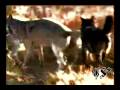 Beauty Of Wolves