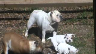 8 wk pups, with dam Pearl & 14 month old sister Lily