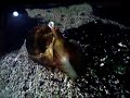 Snail eating fish whole
