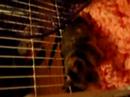 Synonym the hamster Synonym the hamster