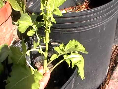 how to harvest broccoli