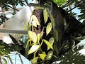 木ノ花さくや