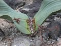 木ノ花さくや