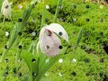 木ノ花さくや
