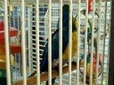 Mac, Blue & Gold Macaw at the shelter
