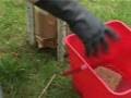 videos de Male ubehandlet og tidligere malt jern