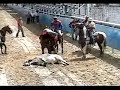 toros coleados guarico toros coleados guarico