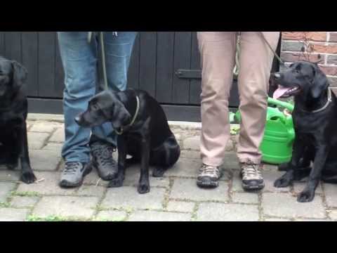 Labrador Retriever beim Spielen und Herumtoben | HUND-unterwegs.de