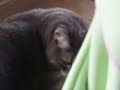 Cat Playing with Dead Bird