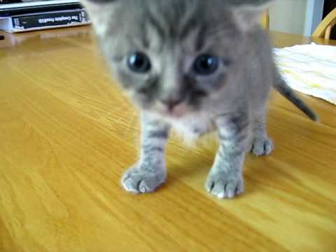 how to care for a 4 week old kitten