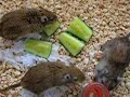 Jerbos almorzando pepino Jerbos almorzando pepino