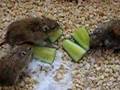 Jerbos almorzando pepino