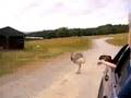Ostrich pooping