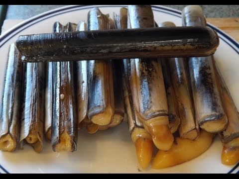 how to collect clams