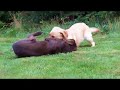 Labradors spelen in het bos. Labradors spelen in het bos.