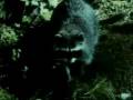 videos de I love the Temperate Deciduous Forest!