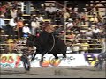 TOROS DESTRUCTORES DE MEMO  OCAMPO Y LA BANDA YURIRENSE