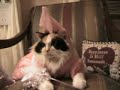 funny-cat-in-princess-halloween-costume.html