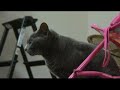 カメラズームすると逃げるにゃんこ