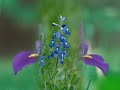 A pray of gratitude to the Nature (5.08) A pray of gratitude to the Nature (5.08)