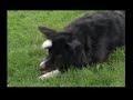 Amazing Dog Tricks