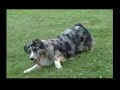 Amazing Dog Tricks