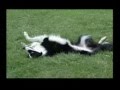 Amazing Dog Tricks